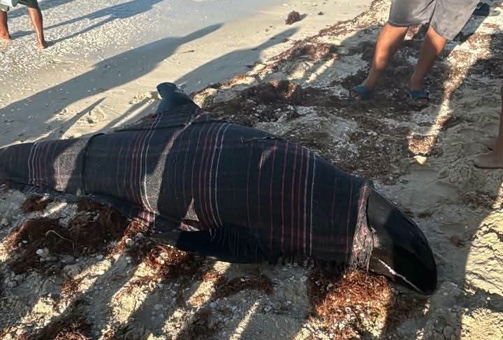 ¡Esperanza! Rescatan con vida a bufeo herido en Sisal y lo trasladan a Dzilam de Bravo