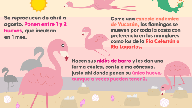 infografía flamencos en Yucatán infografía flamencos en Yucatán
