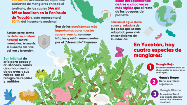 infografía manglares en Yucatán infografía manglares en Yucatán